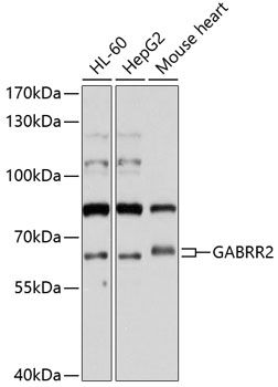 GABRR2 antibody