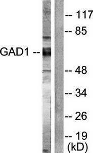 GAD1/2 Antibody