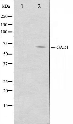 GAD1 antibody