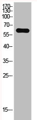 GAD1/GAD2 Antibody