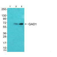 GAD1 Antibody