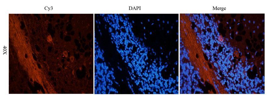 Gad1 antibody