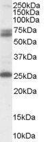 Goat anti-GAD2 / GAD65 Antibody