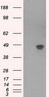 GAD67 (GAD1) antibody