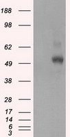 GAD67 (GAD1) antibody