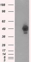 GAD67 (GAD1) antibody