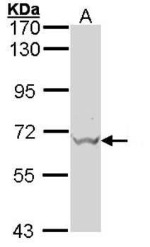 GAD67 antibody