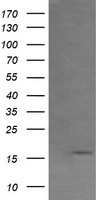 GADD34 (PPP1R15A) antibody