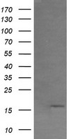 GADD34 Antibody