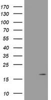 GADD34 (PPP1R15A) antibody