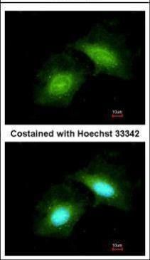 GADD45G Rabbit Polyclonal Antibody