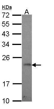 GADD45G Rabbit Polyclonal Antibody