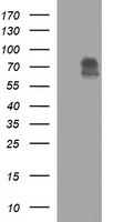 GADD45G antibody