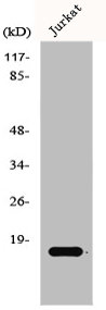 GADD45G antibody