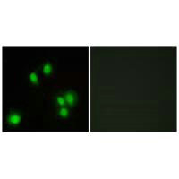 GADD45G antibody