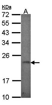 GADD 45 gamma antibody