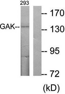 GAK antibody