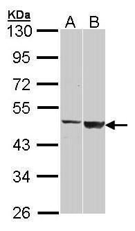 GAL3ST1 antibody [N1C3]