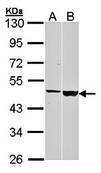 GAL3ST1 antibody