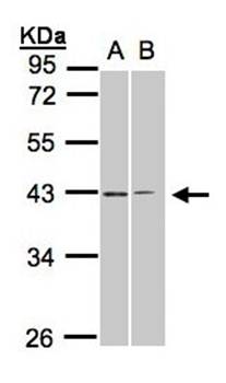 galanin receptor 2 antibody