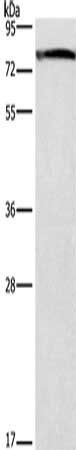 GALC Antibody