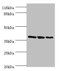 GALE antibody