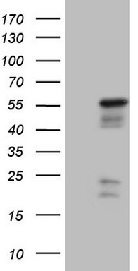 Galectin 2 (LGALS2) antibody