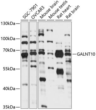 GALNT10 antibody