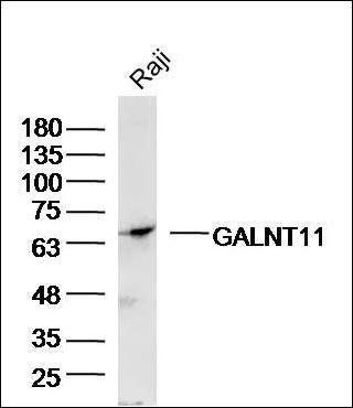 GALNT11 antibody