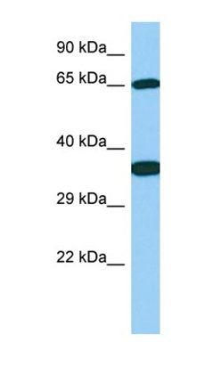 Galnt13 antibody