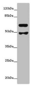 GALNT16 Antibody