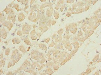 GALNT2 Antibody