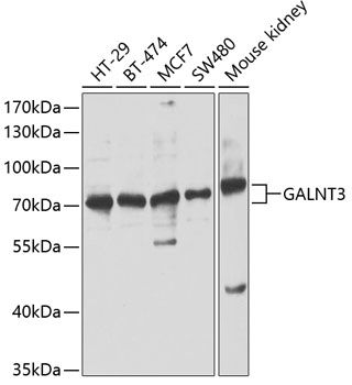 GALNT3 antibody
