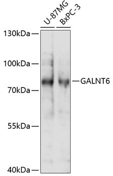 GALNT6 antibody