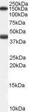 GALR1 antibody