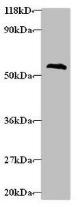 Gamma-aminobutyric acid R-associated protein-like 2 antibody