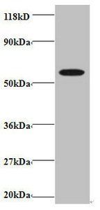 Gamma-aminobutyric acid R-associated protein-like 2 antibody