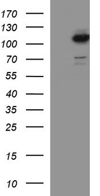 gamma C Crystallin (CRYGC) antibody