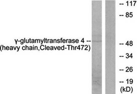 Gamma-glutamyltransferase 4 (H chain, Cleaved-Thr472) antibody