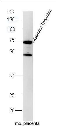 Gamma Thrombin antibody