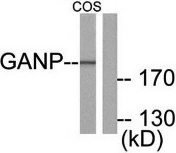 GANP antibody