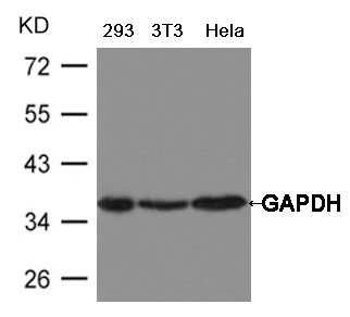 GAPDH antibody