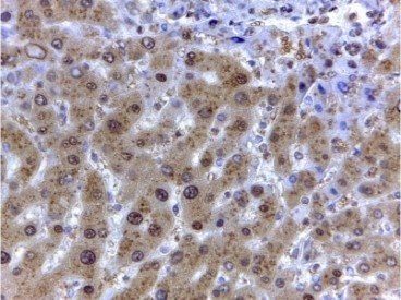 Goat anti-GAPDH (Internal) Antibody