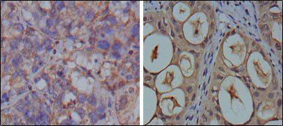GAPDH Antibody