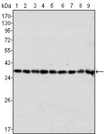 GAPDH Antibody
