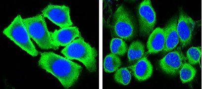 GAPDH Antibody