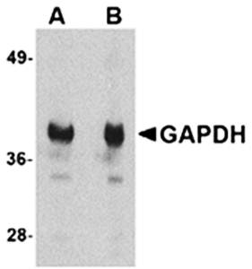 GAPDH Antibody