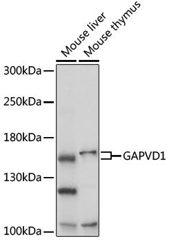 GAPVD1 antibody