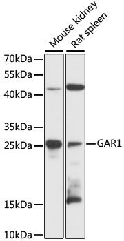 GAR1 antibody