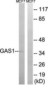 GAS1 antibody
